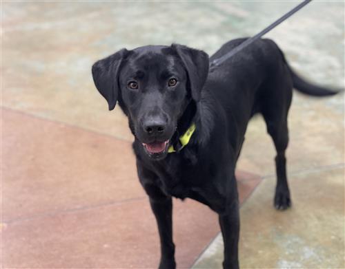 K9 Astro